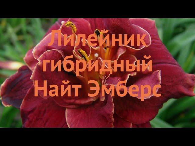 Лилейник гибридный Найт Эмберс (hemerocallis)  обзор: как сажать, луковицы лилейника Найт Эмберс