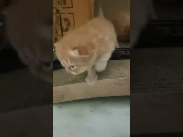 meow 