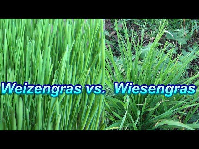 Ich beiße ins Gras: Wiesengras vs. Weizengras im besten Slow Juicer für Gras. Konsumiert Gras-Säfte!