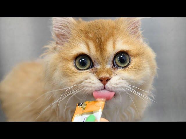 These Are The MOST Adorable Cats On YouTube ️