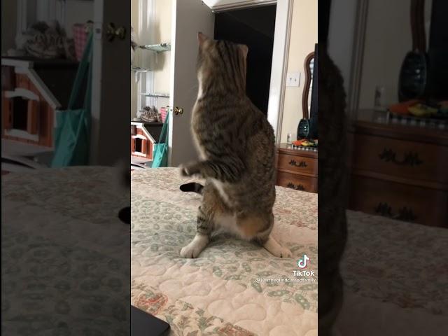 Котозавр