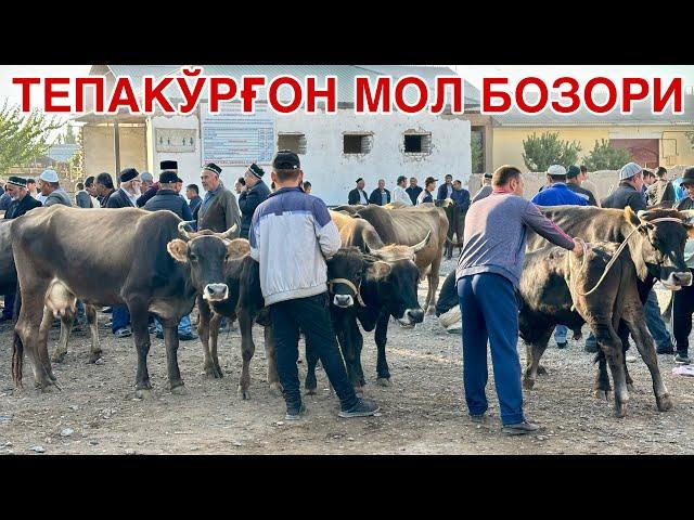 Тепақўрғон Мол Бозори Нархлари.Бозор Сигирларга Тўлди #2024 #молбозор #molbozor