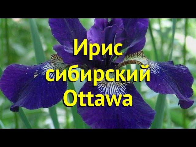 Ирис сибирский Оттава. Краткий обзор, описание характеристик iris sibirica Ottawa