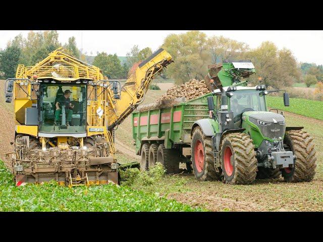 Ropa Tiger 6s + Fendt 1050 mit Bergmann RRW 500 bei der Rübenernte 2024