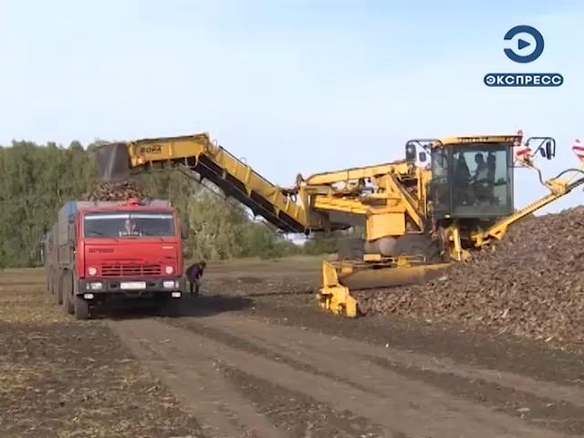 В Пензенской области собрали более 2 млн тонн сахарной свеклы