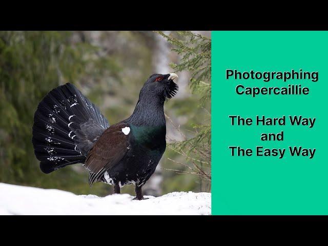 Filming and photographing the elusive Capercaillie using the OM-1 and 150-400mm lens.