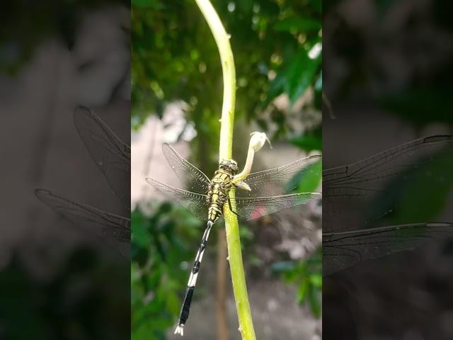 sting fly II dragonfly #shorts #viral