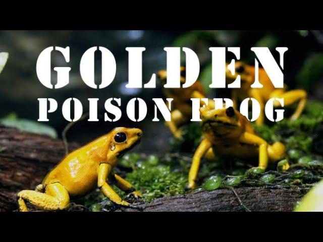 Kills You by Single Touch - Golden Poison Frog!