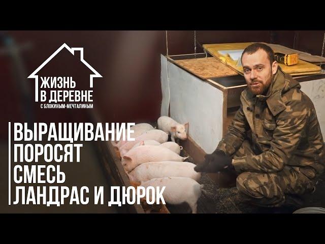 Выращивание поросят смесь Ландрас и Дюрок