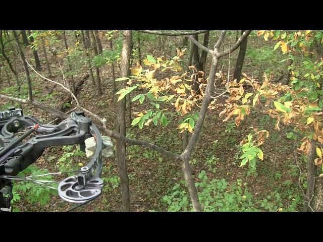 Deer Hunt with Barnett Ghost 420 crossbow - 420 FPS!!