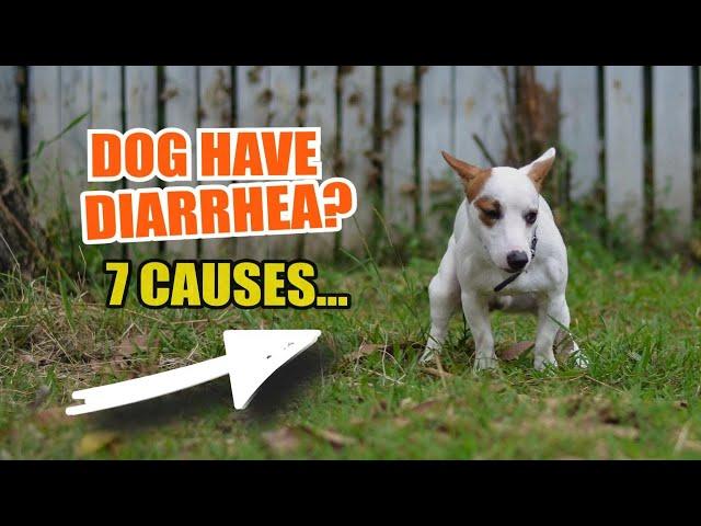  ¿WHAT can CAUSE your dog to have DIARRHEA?  7 Reasons