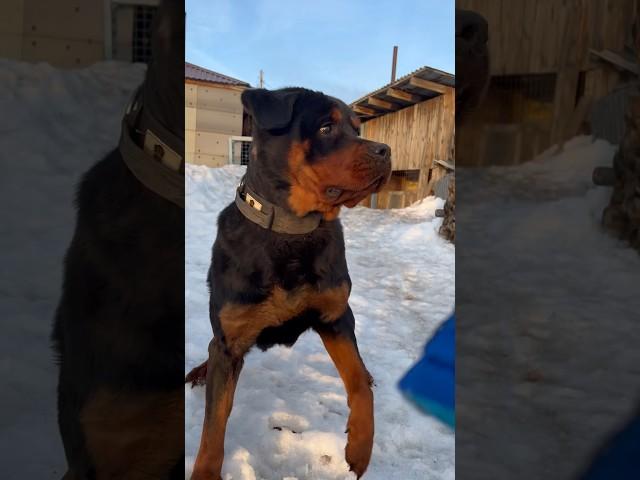 Тепло на улице #денисыч #ротвейлер #rottweiler #dog #funnyshorts #finnyvideo #funny