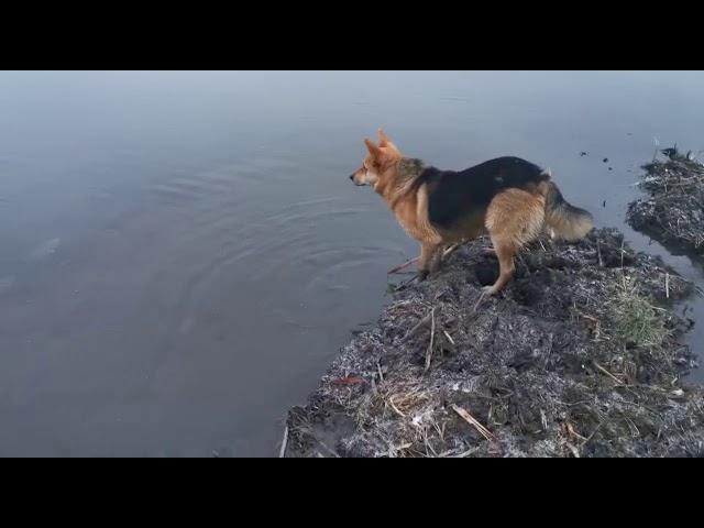 Рыбнадзор