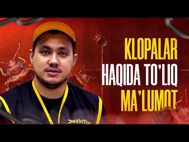 Klopalar haqida to'liq ma'lumot!