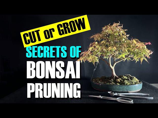 Cut or Grow? The secrets of successful bonsai pruning for beginners