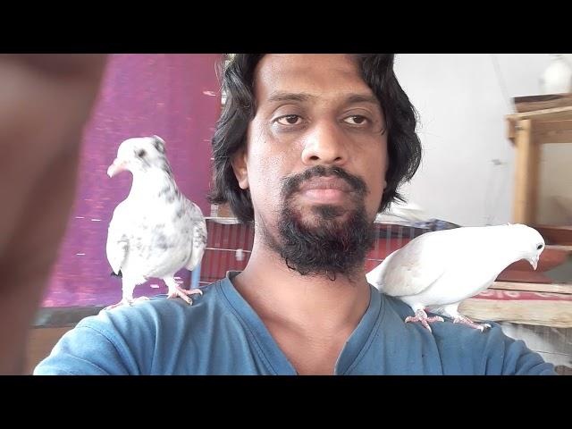 2 #pigeons on my 2 neck. @masudbcl | #pigeon | #pet | #bird | #pigeon | #pet | #bird |