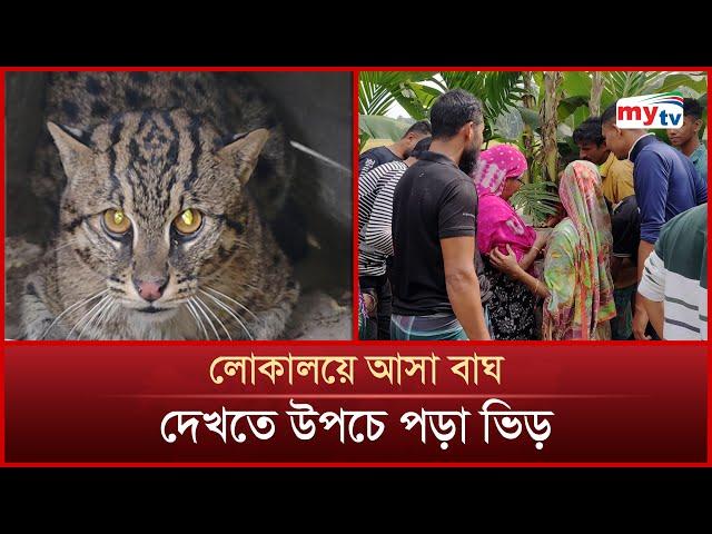 কৃষকের পাতা ফাঁদে আটক বাঘ | Mytv News