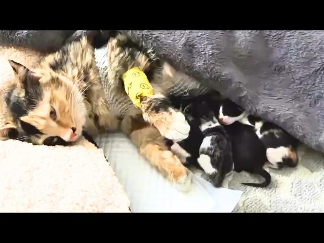 Pregnant Stray Cat Brutally Kicked, Rescued, But Ignores Kittens to Stay with Pregnant Best Friend