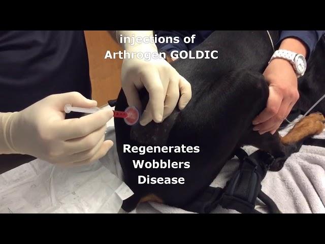 WWW DOWNVIDS NET Wobblers Disease      Arthrogen GOLDIC Regeneration