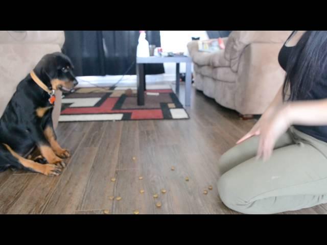 12 weeks rottweiler puppy training