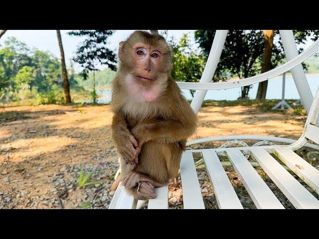 Dad is not afraid of danger to go deep into the forest to visit Monkey Kaka again.