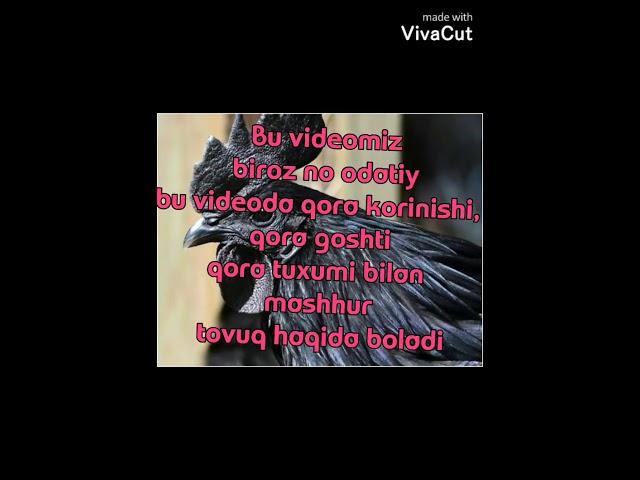 #Parandachilik .Kamyob tovuq zoti Ayam semani. O'zbekistonda ham boqilmoqda. Malumotlar opisaniyada