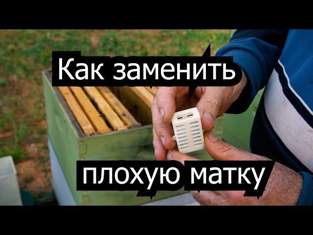 Пасека #35 Как заменить плохую матку ? Пасека. Пчеловодство.