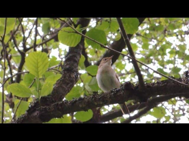 Соловей поет редкий кадр!!! Nightingale song Nightingales singinig