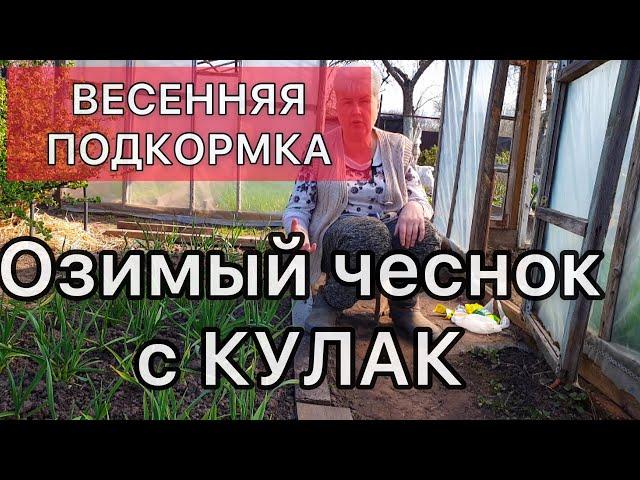 Две Столовых ложки и Вы с крупным чесноком!! Весенняя подкормка чеснока.