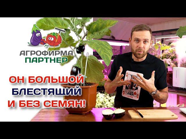 Он большой, блестящий и без семян! Приятный сюрприз от Патрика.