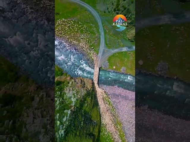 Перегон овец в горах Дагестана