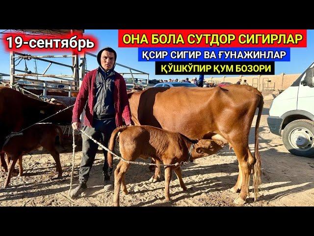 ОНА-БОЛА СИГИРЛАР ВА ҒУНАЖИНЛАР ҚЎШКЎПИР ҚУМ БОЗОРИ 19-сентября 2024 г.