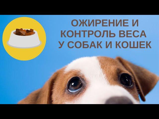 Ожирение и контроль веса у собак и кошек #диетасобаки #ожирениесобаки #кормлениесобаки