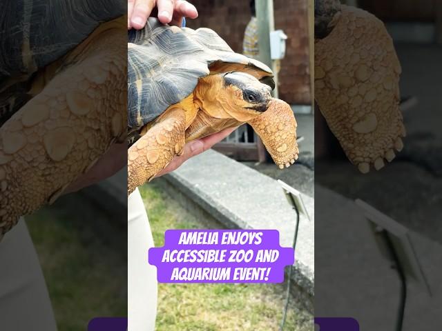 Amelia's DreamNight at Point Defiance Zoo and Aquarium #zoo #aquarium  #accessibility