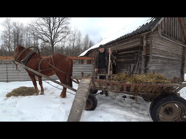 КУПИЛ ХУТОР в ЛЕСУ на КРАЮ БОЛОТА. ОСТАЛСЯ ОДИН. №181.