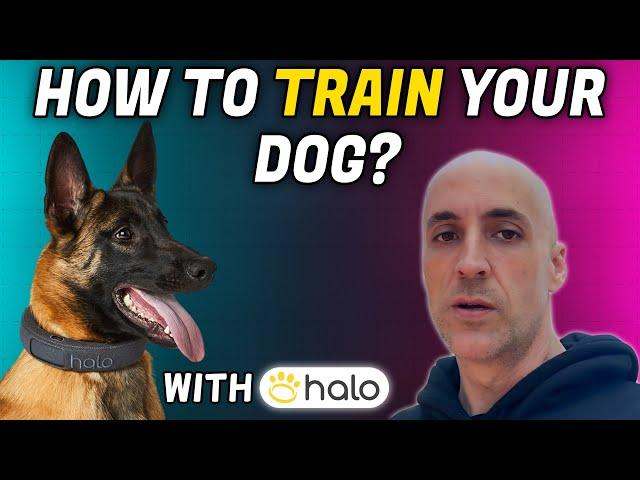 How to Train Your Dog for Halo Dog Collar