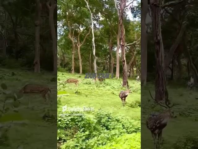 Raanjhana re #travel #nature #trending #trendingshorts #hit #Zam zam T