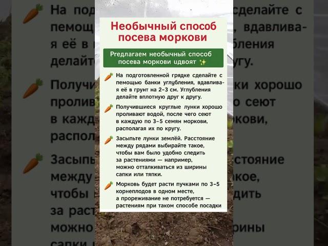 НЕОБЫЧНЫЙ СПОСОБ ПОСЕВА МОРКОВИ  БЕЗ ПРОРЕЖИВАНИЯ!