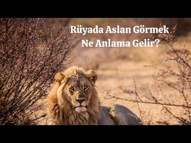 Rüyada Aslan Görmek Ne Anlama Gelir