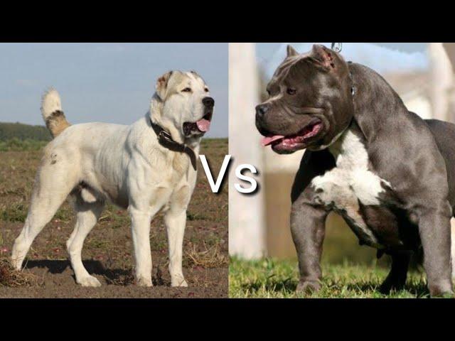 Питбуль против Алабай! КТО СИЛЬНЕЕ? Pittbull VS Alabay! WHO IS STRONGER?