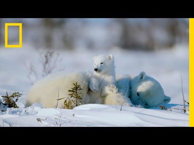 The Life of a Baby Polar Bear - Ep. 4 | Wildlife: The Big Freeze