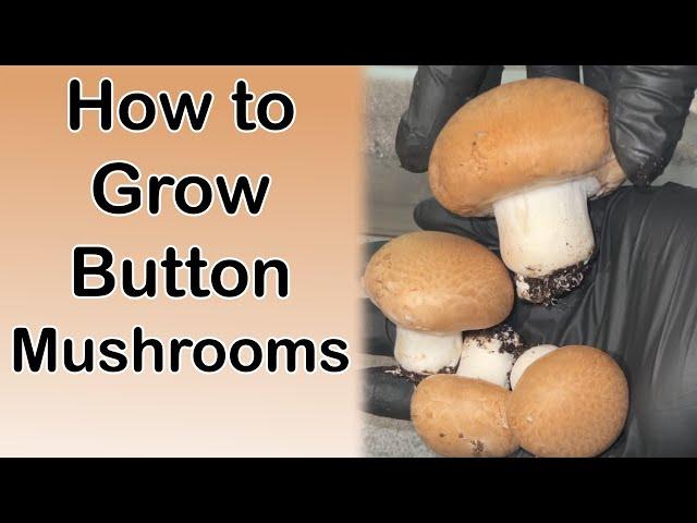 How to Grow Portobello Mushrooms | Agaricus Bisporus Cultivation Step by Step