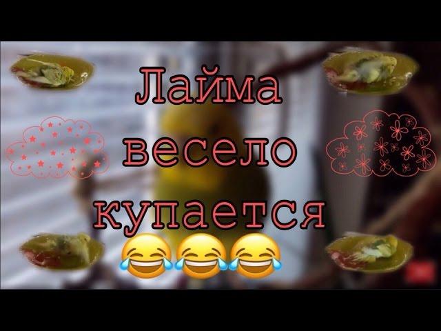 Лайма весело купается  А Тоша, бедолага, как всегда  Мокрый попугай