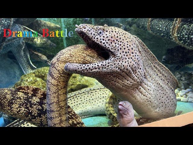 Amazing Fierce Battle Of Giant Eel And Leopard Eel - Moray Eel Dangerous Hunting In Deep Sea