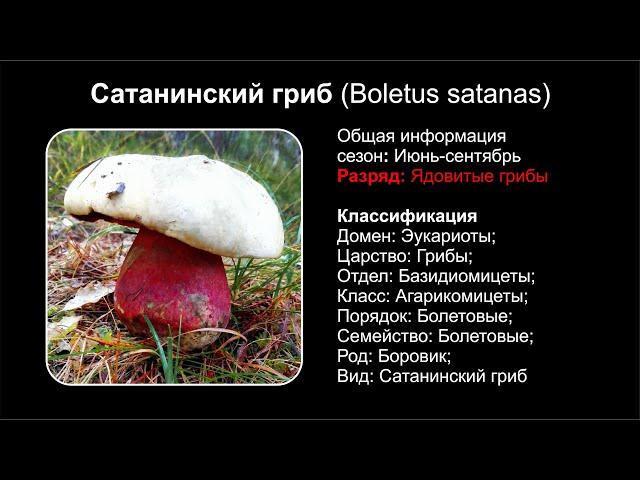 Сатанинский гриб (Boletus satanas)