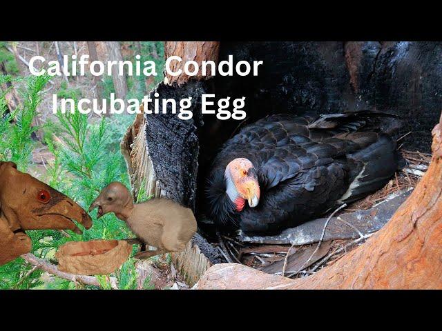 Rare Footage: Female California Condor Incubating Egg