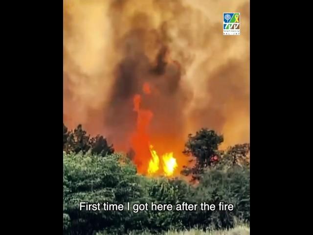 "This fire was really something else"
