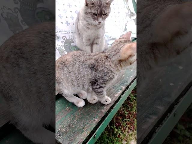 Внучка как две капли воды,бабушка.