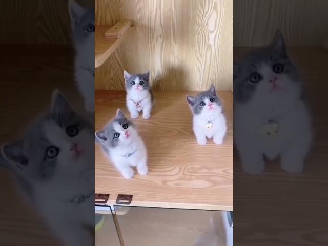 CUTE CATS INSTA TIK TOK \ милые котята коты кошки