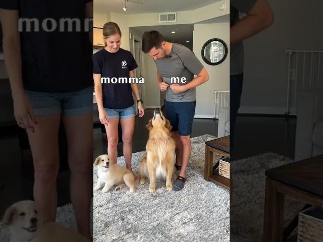 Dog favorite parent challenge! #goldenretriever #dog